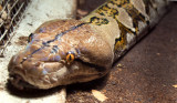 Barbados Wildlife Reserve: Python