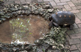 Barbados Wildlife Reserve: A Thirsty Turtle