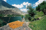 Apricots Drying