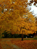 North Creek Autumn-0129-1.jpg