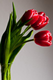 2009 Tulips 2
