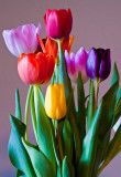 Tulips-5656-1.jpg