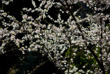 Kubota Garden day 1 2605-8.jpg