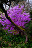 Kubota Garden day 2-6404-17.jpg