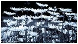 Daisies in black and white-0374.jpg