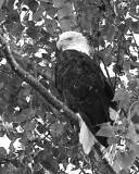 Bald Eagle by Hutchman