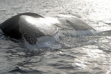 A Whale of a Tail