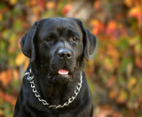 Rudi
