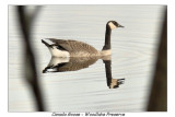 Canada Goose X 2<br> by Marion Warling