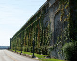 Vine-Covered Wall