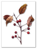 Thats the berries.<br><b>10th Place</b>