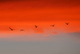 Seagulls in the Sunset<br><b>7th Place</b>