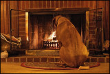 Dog Days of Winter<br><b>2nd Place</b>