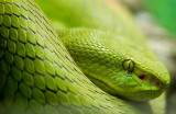 Snake Eyes<br><b>5th Place</b><br>  by digitalshooter