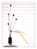 Eligible Gallery Header<br><i><b>Windowsill</b></i>