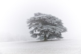 frozen tree<br><b><i>3rd Place</i></b>