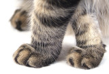 Paws<br><b><i>5th Place</i></b>