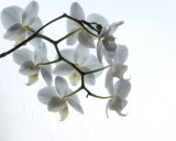 Behind the Orchid<br><b><i>HM</i></b>