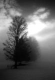 The Fog