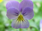 Purpleus Flowerus<br>by Arlen Cohn
