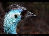 Emu<br>by Ted.Sz