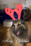 Merry Chritmas<br>by Moti