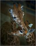 <b>10th Place [Tie]</b><br>Mothers Love <br>by Paul Keates