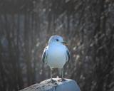 birdsample.jpg