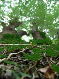 Looking Up the Vines<br>by Tessa