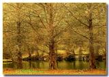 <b>2nd Place</b><br>three trees