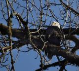 Whats Up in That Tree?