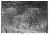 The Knarley Tree<br>by Jerome Pulcine