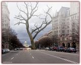 <b>6th Place</b><br>The Ancient Pennsylvania Avenue Tree<br>Fremiet