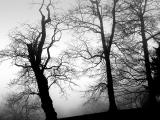 Wood in the fog<br>by Joe Hu