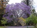 Australian Jacaranda <br> by OurColin