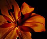 Inner Glow