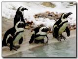 57345616.penguins4199.jpg