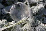 Ice Bubble