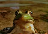 <b>1st Place Winner</b><br>The Frog, formerly known as Prince