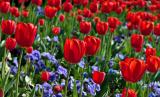 Topkapi Tulips