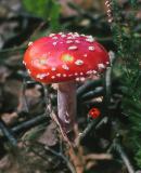 59910864.mushroom4S.jpg