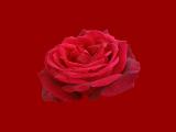rose - Rose - ROSE  by Harvey Rawn