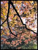 Red Leaves In A Stain-glass Window