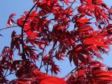 Swaying in the Wind<br>by willr04