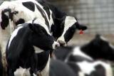 60265766.cow.sm.jpg
