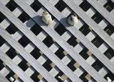Sparrows in a Matrix <br> by inframan