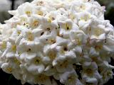 Vibernum Cluster as Popcorn Ball<br> by inframan
