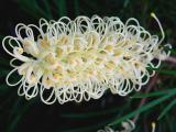 Grevillea Moonlight<br>by Dave Smith