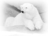 2bwpolar1123.jpg