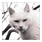 <b>10th Place</b><br>Anton *<br>by Franky2005